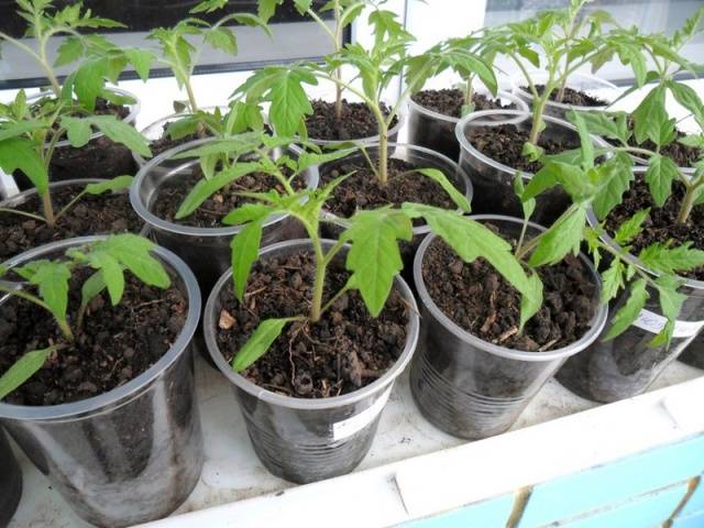 Hur man vattnar tomatplantor: hur ofta och med vad