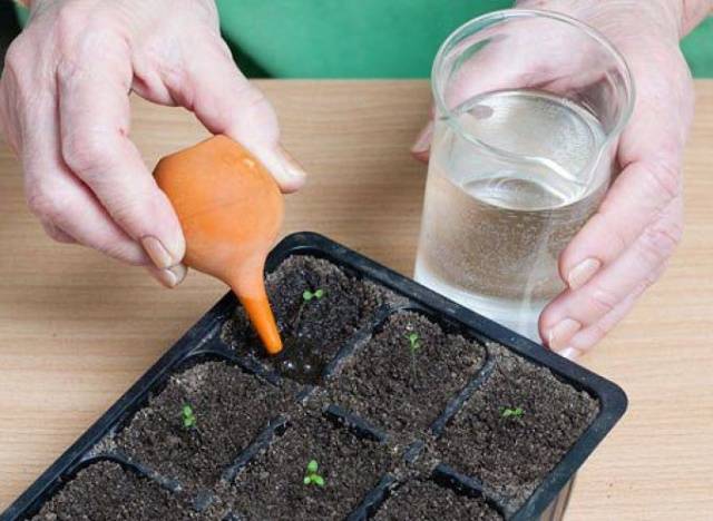 Sådan fodres petunia-kimplanter til vækst