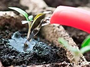 Cómo germinar semillas de tomate para plántulas.