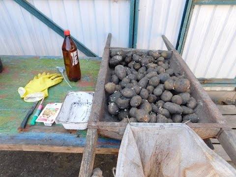 Processant patates abans de plantar-les