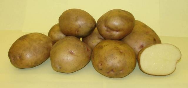 Kartofler Zhukovsky tidligt