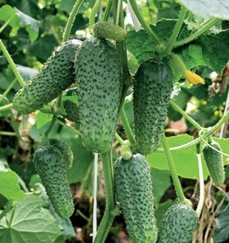 cucumber variety Competitor
