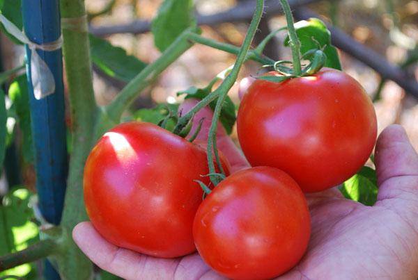 Pomidorų raudonkepuraitė