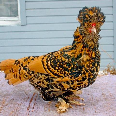 Pavlovsk kylling