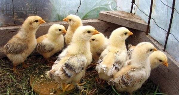 Salmó zagorsk raça de gallines