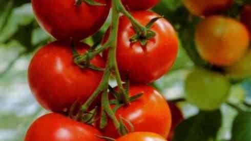 Pomidorų ažūriniai