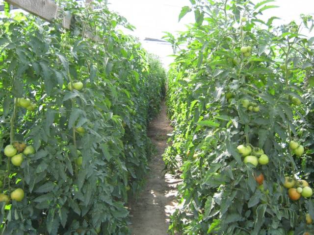 What are semi-determinate tomatoes