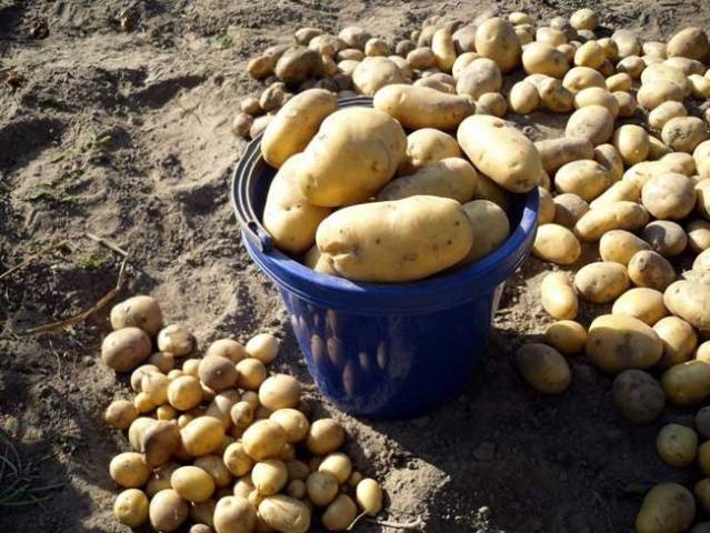 Las mejores variedades de patatas para el almacenamiento en invierno.