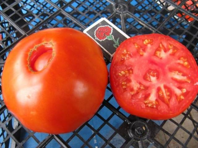 Testa de tomate bovino