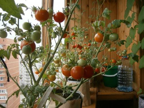 Seedling tomato on the balcony