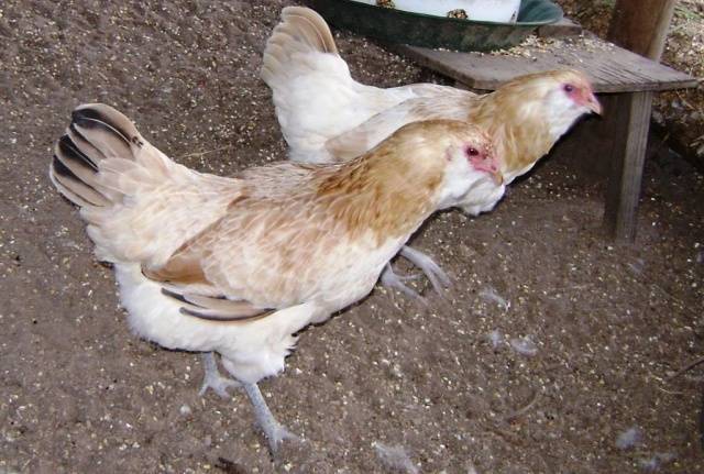 Kycklingar Ameraucana