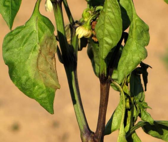 Listy sadeníc papriky sú zvlnené