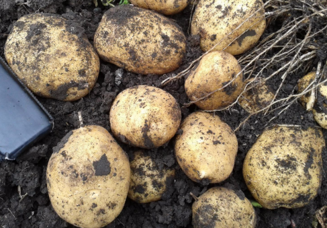 The best potato varieties for winter storage