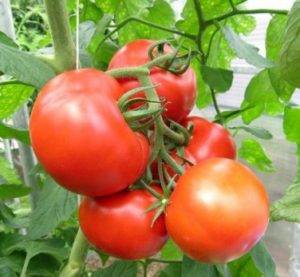 Tomate ajourée