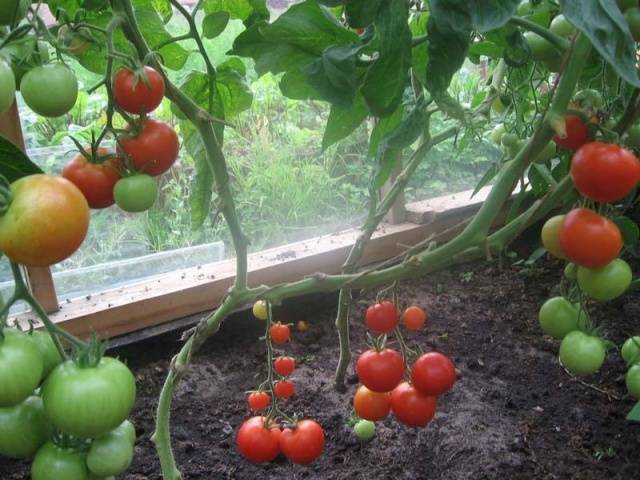 Plantning af tomatplanter i et drivhus