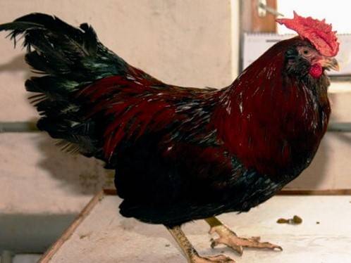 Ushanka kyckling