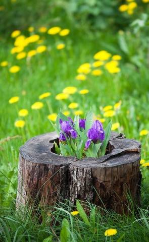 Iris bulbeux