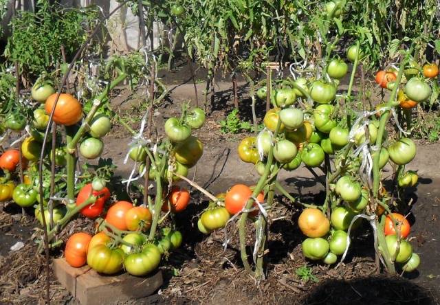Bila hendak menanam anak benih tomato di tanah terbuka