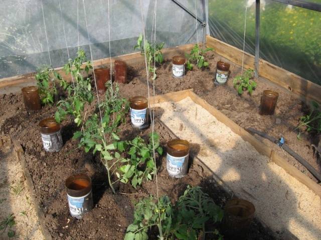 Hvordan vanne tomatplanter: hvor ofte og med hva