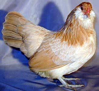 Kuřata Ameraucana