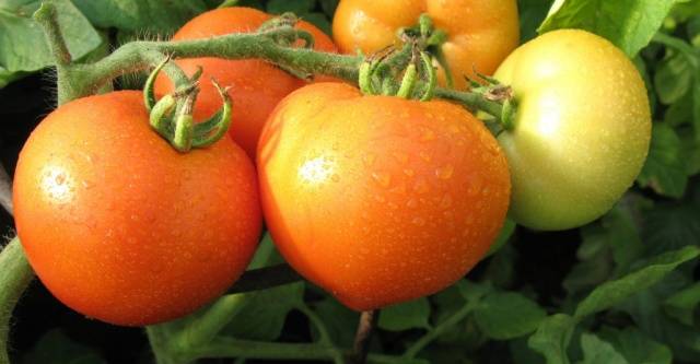Pomidoras Diva