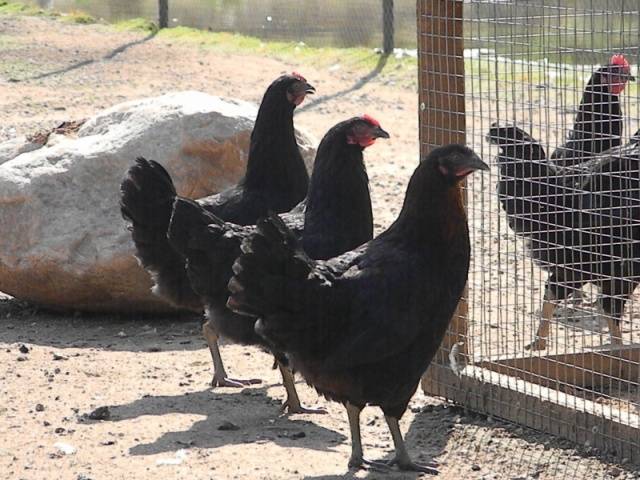 Moscow black breed of chickens