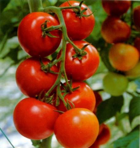 Pomidoras Dubok