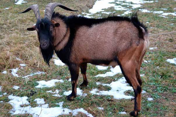 Раса чешких коза