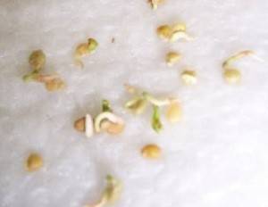 How to germinate tomato seeds for seedlings