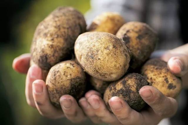 Bearbetar potatis innan plantering