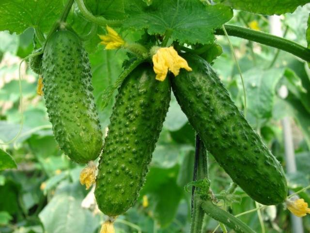 Cucumber Farmer