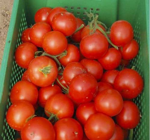 Tomato Diva