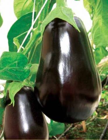 eggplant Vicar
