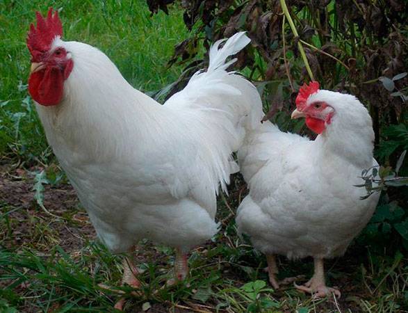 Moscow white breed of chickens