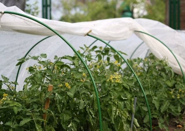 Planting tomato seedlings in a greenhouse