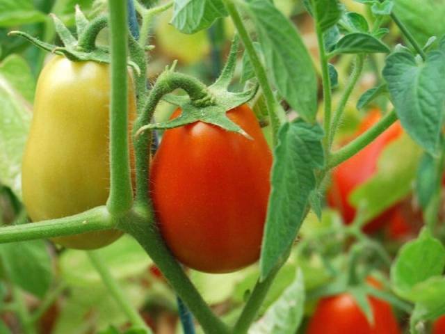 Açık toprağa domates fidanı ne zaman ekilir