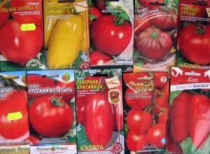 Cómo germinar semillas de tomate para plántulas.
