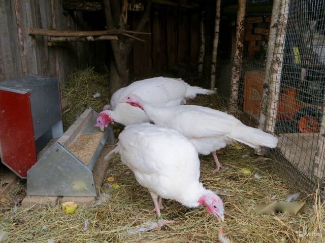 White broad-chested turkeys
