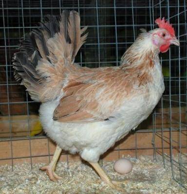 Загорска сьомга порода пилета