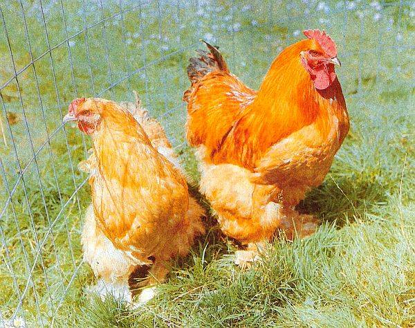 Cochinquin race af kyllinger