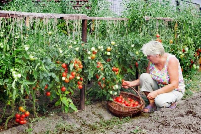Zoskupené paradajky
