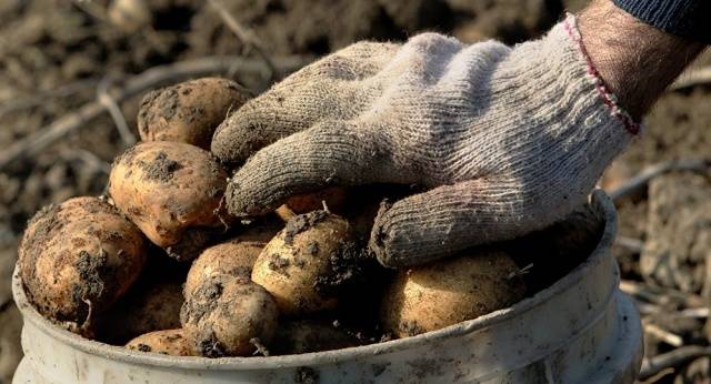 De beste potetvarianter for vinteroppbevaring