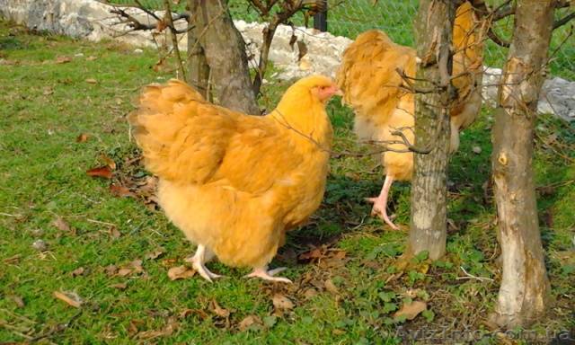 poulets orpington