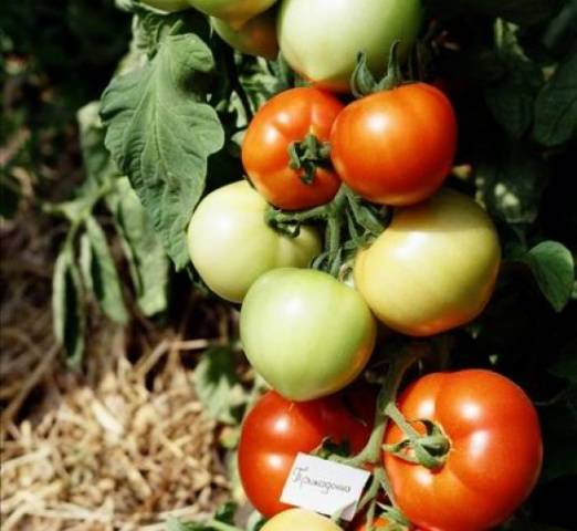 Pomidoras Diva