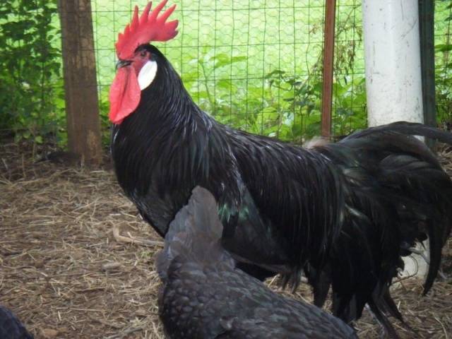 Minorca chicken breed