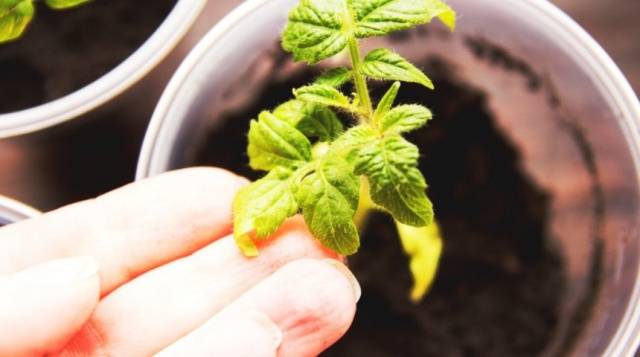 Why do the leaves of tomato seedlings turn yellow