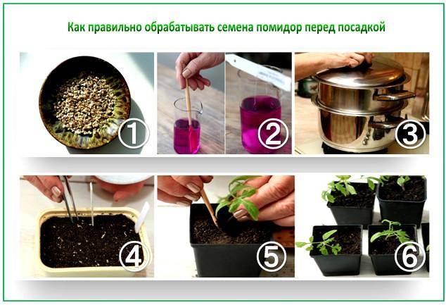 Sådan spiser du tomatfrø til kimplanter