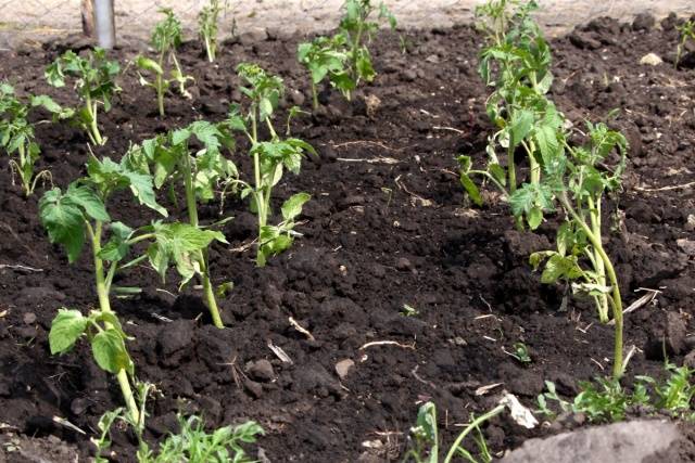 Plantar plántulas de tomate en invernadero