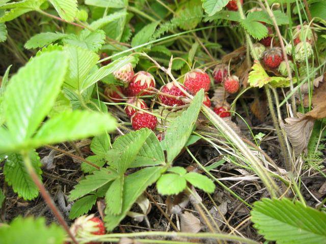 Wild strawberry jam: opskrift