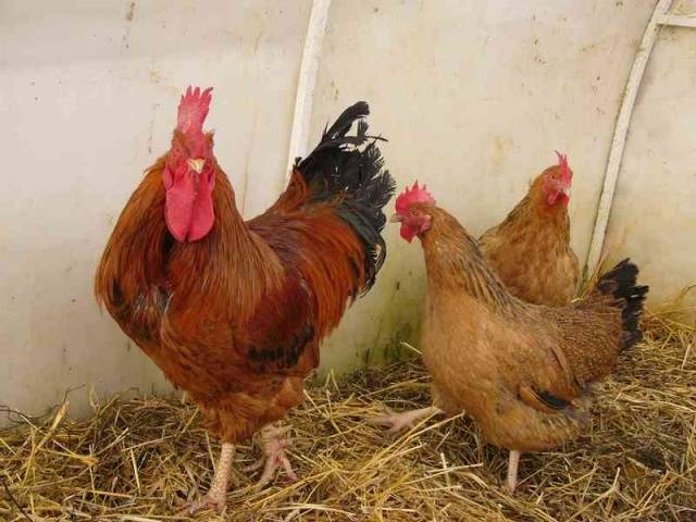 Kuchin jubilæum race af kyllinger